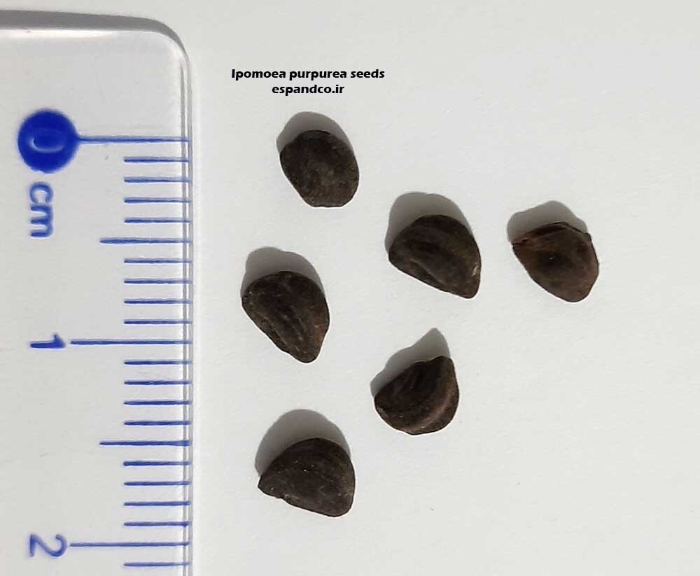 Ipomoea purpurea seeds